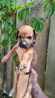 Les chiots de Rhodesian Ridgeback