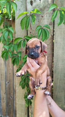 Les chiots de Rhodesian Ridgeback