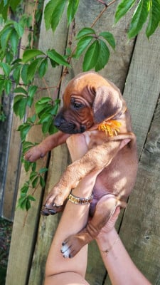 Les chiots de Rhodesian Ridgeback