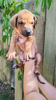Les chiots de Rhodesian Ridgeback