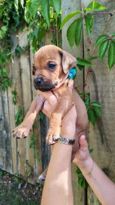 Les chiots de Rhodesian Ridgeback