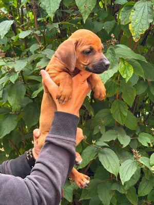 Les chiots de Rhodesian Ridgeback