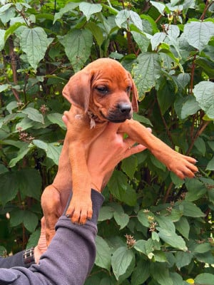 Madame blanche - BIANCA - Rhodesian Ridgeback