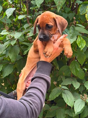 Les chiots de Rhodesian Ridgeback