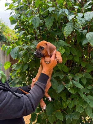 Les chiots de Rhodesian Ridgeback