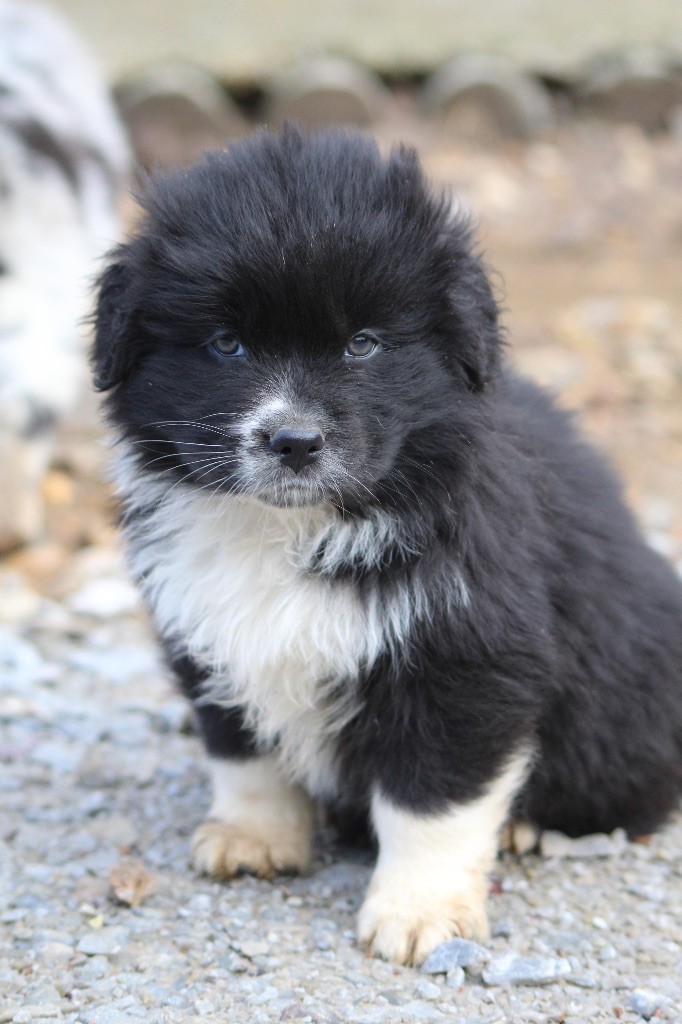 Dream Of Manou And Dounette Voici timide - victor