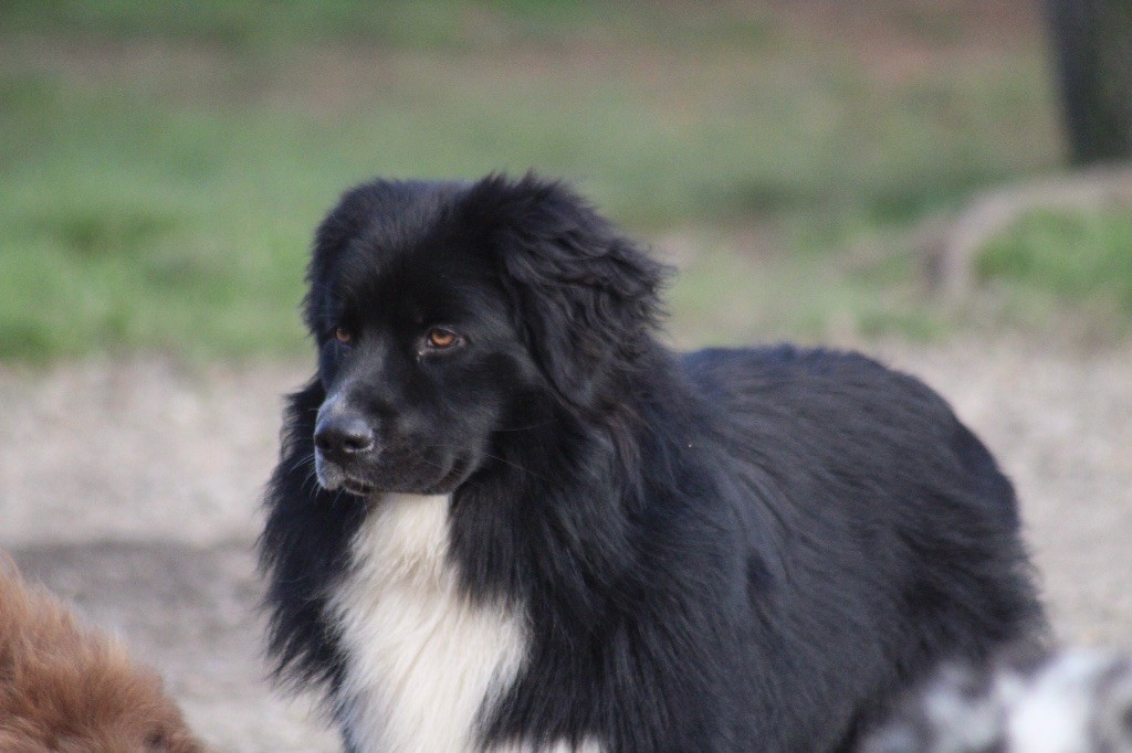 Dream Of Manou And Dounette Voici timide - victor