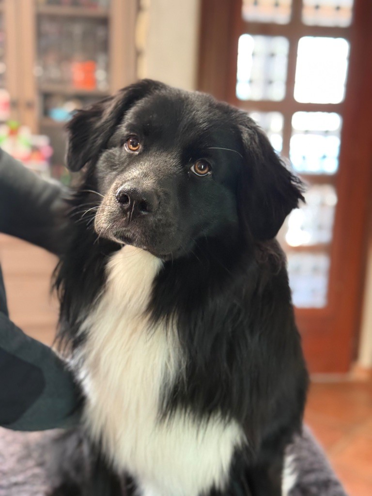 Dream Of Manou And Dounette Voici timide - victor