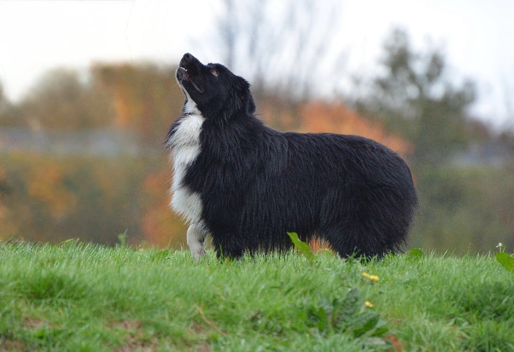 Dream Of Manou And Dounette Voici timide - victor