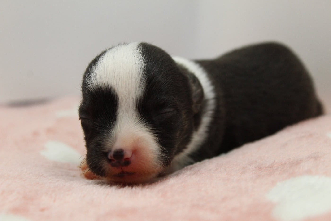 Bam bam Myrtille - Welsh Corgi Cardigan
