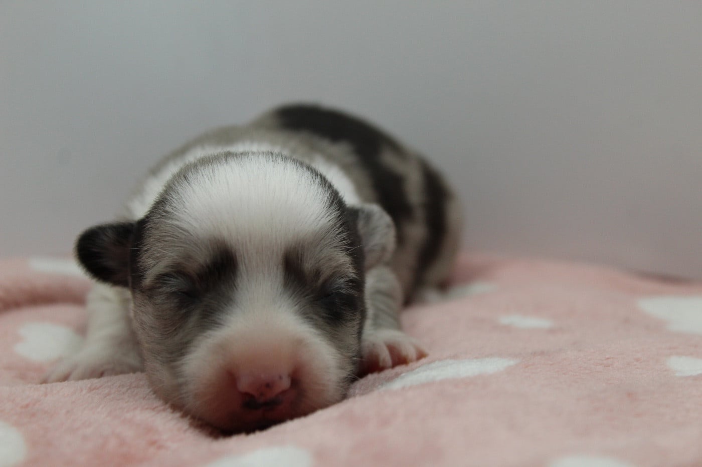 Bam bam cerise - Welsh Corgi Cardigan
