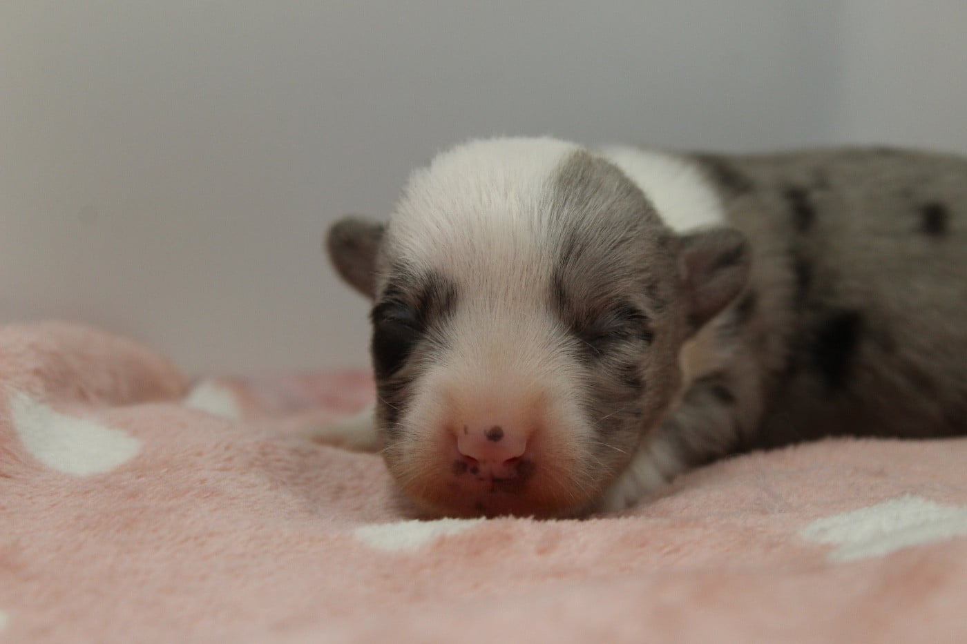 Bam bam Prune - Welsh Corgi Cardigan