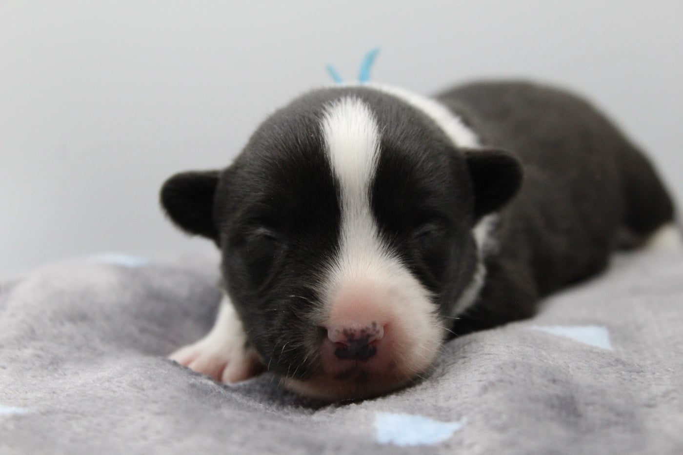 Boum boum Kiwi - Welsh Corgi Cardigan