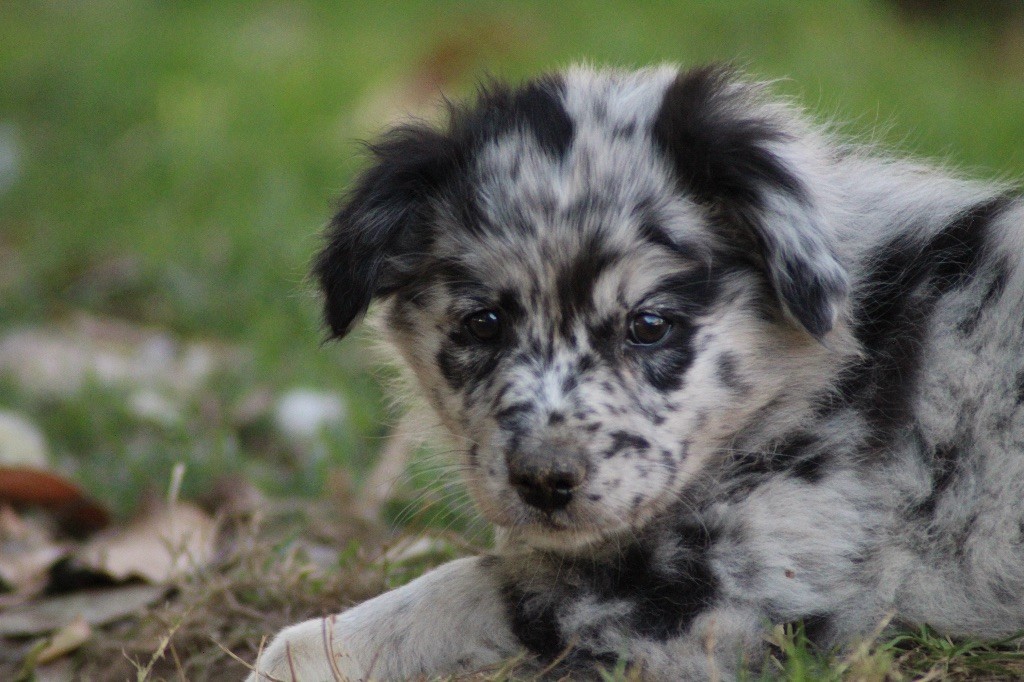 Abracadabra Harmonie