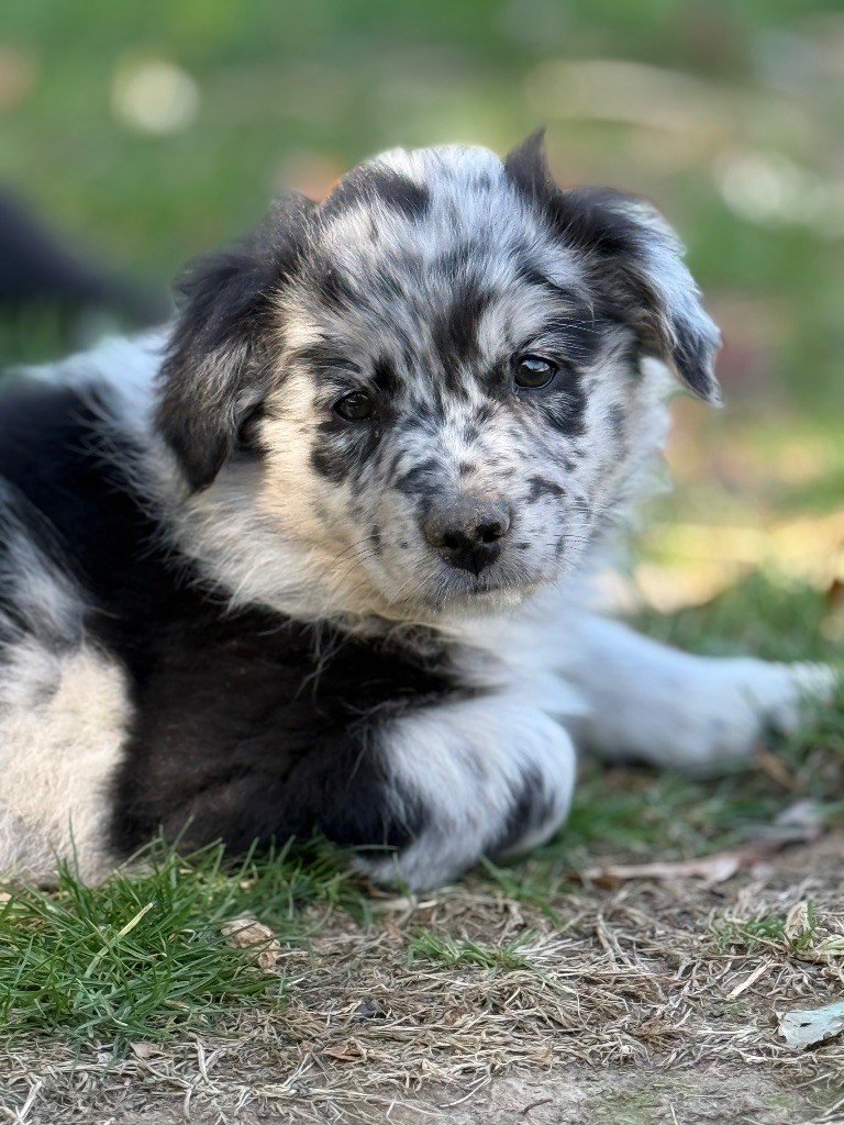 Abracadabra Harmonie