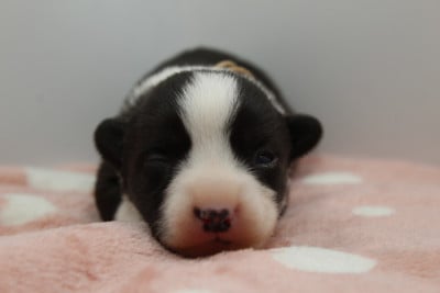 Les chiots de Welsh Corgi Cardigan
