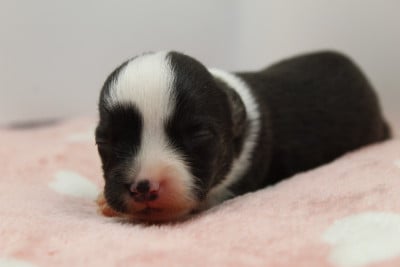 Les chiots de Welsh Corgi Cardigan