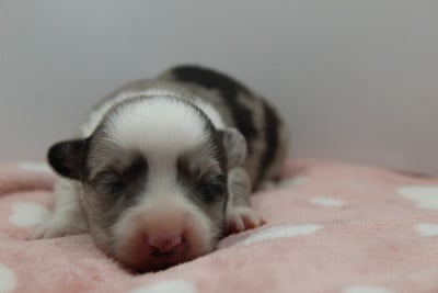 Les chiots de Welsh Corgi Cardigan