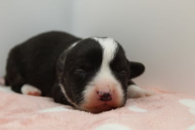 Les chiots de Welsh Corgi Cardigan