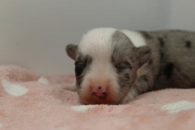 Les chiots de Welsh Corgi Cardigan
