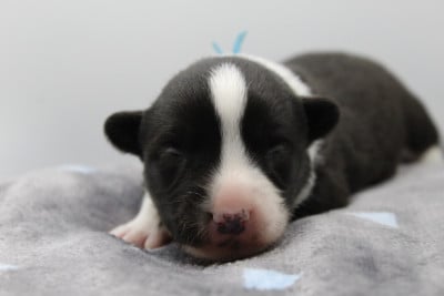 Les chiots de Welsh Corgi Cardigan