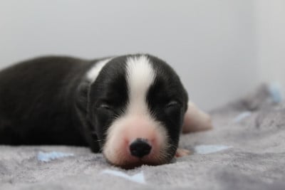 Les chiots de Welsh Corgi Cardigan