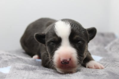 Les chiots de Welsh Corgi Cardigan