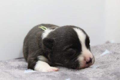 Les chiots de Welsh Corgi Cardigan