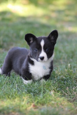 Les chiots de Welsh Corgi Cardigan