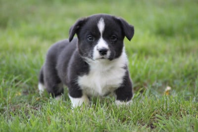 Les chiots de Welsh Corgi Cardigan