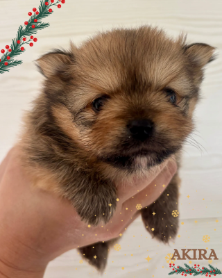 Les chiots de Spitz allemand