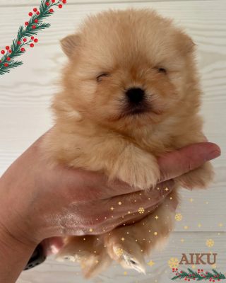 Les chiots de Spitz allemand