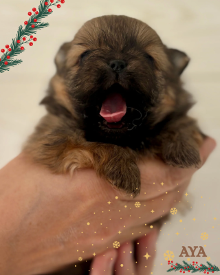 Les chiots de Spitz allemand