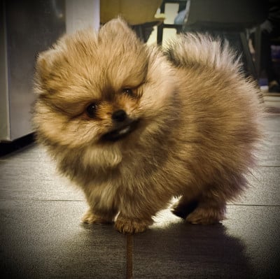 Les chiots de Spitz allemand