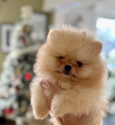 Les chiots de Spitz allemand