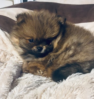 Les chiots de Spitz allemand