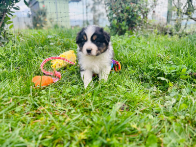 Les chiots de Berger Australien
