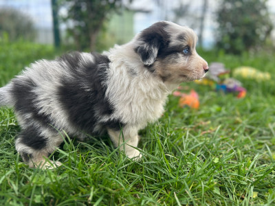 Les chiots de Berger Australien