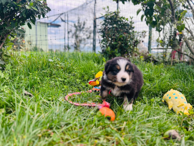 Les chiots de Berger Australien