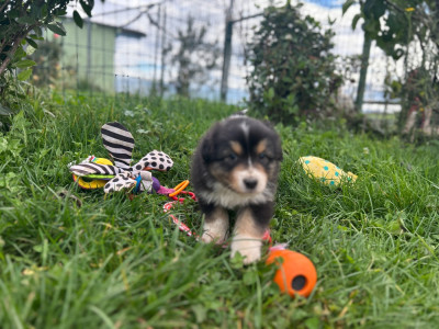 Les chiots de Berger Australien