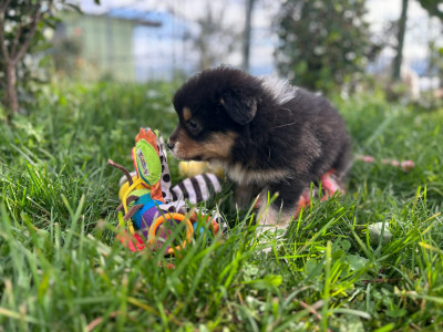 Les chiots de Berger Australien