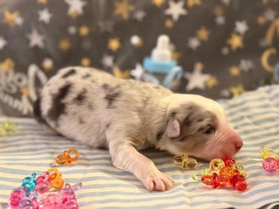 Les chiots de Berger Australien