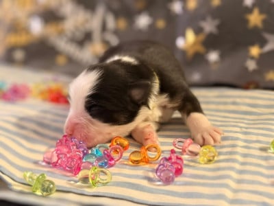 Les chiots de Berger Australien