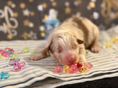 Les chiots de Berger Australien