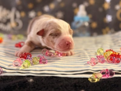 Les chiots de Berger Australien