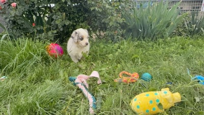 Les chiots de Berger Australien