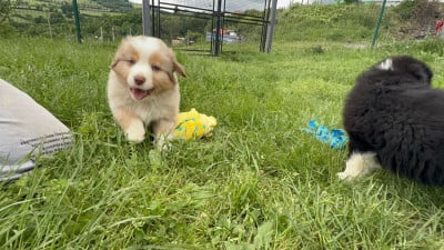 Les chiots de Berger Australien