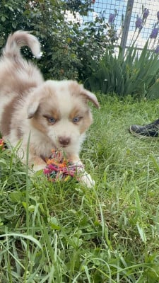 Les chiots de Berger Australien