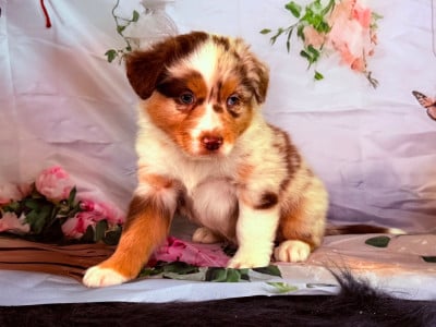 Les chiots de Berger Australien