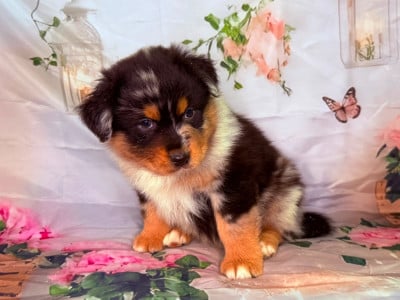 Les chiots de Berger Australien